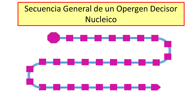 Cromatidación (18).png